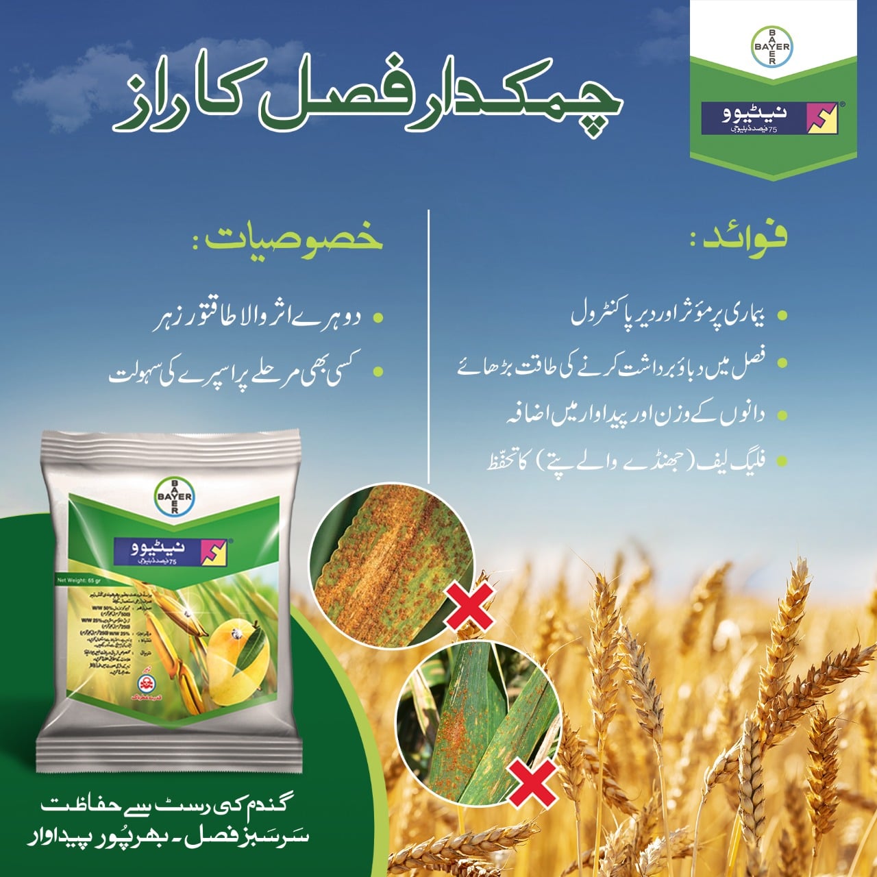 Nativo Bayer Fungicide - Image 2