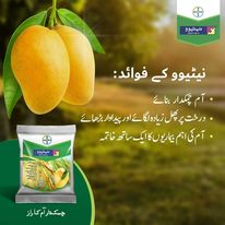 Nativo Bayer Fungicide - Image 5